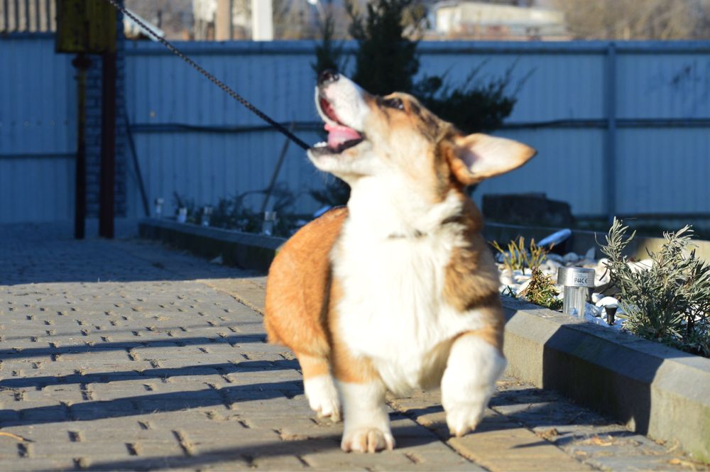 Соболинний красень! 17.03 Безкоштовна доставка!!!