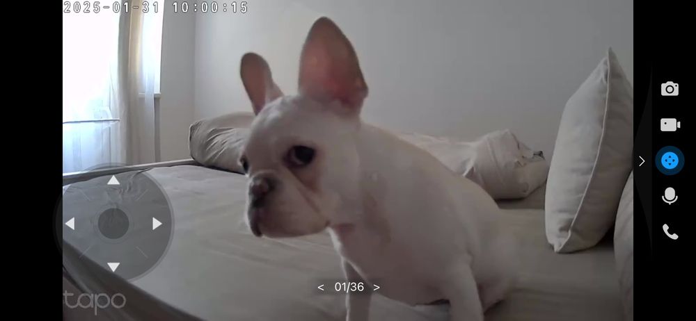 Дівчатка та хлопчики чистокровні французькі бульдоги