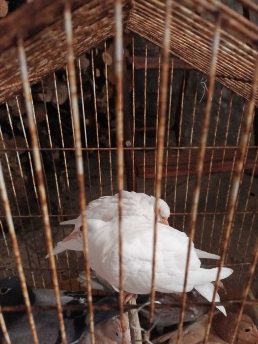 Vendp rolas  casal novinhas