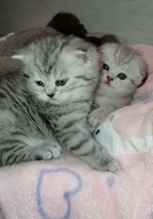 Кошенята шотландські сріблясті  фолд страйт