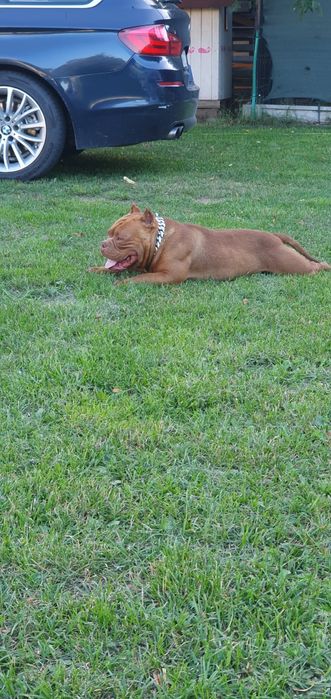 American bully pocket