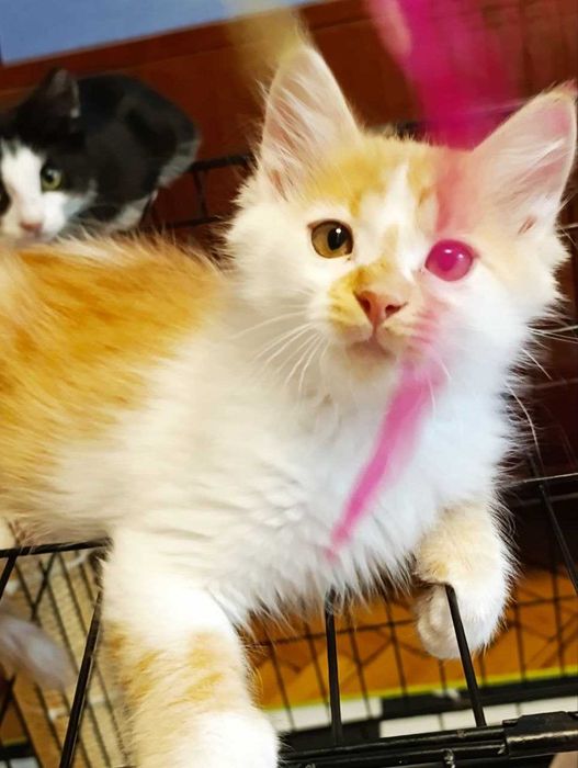 Котята красивые котики  бесплатно