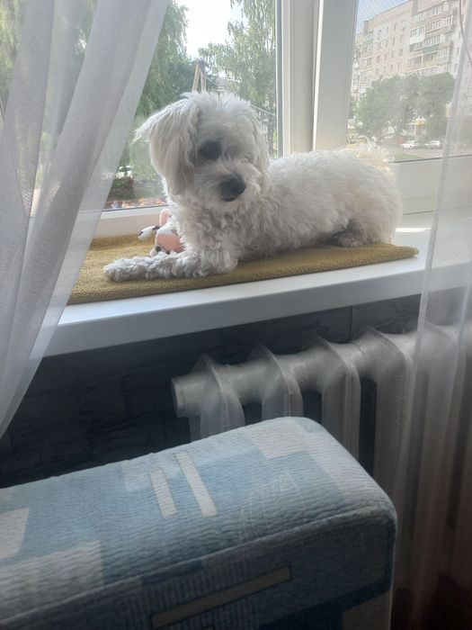 Вязка мальтезе, хлопчик