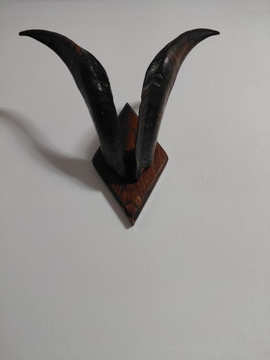 Продам Роги кози