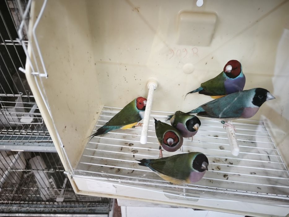 Diamantes de Gould