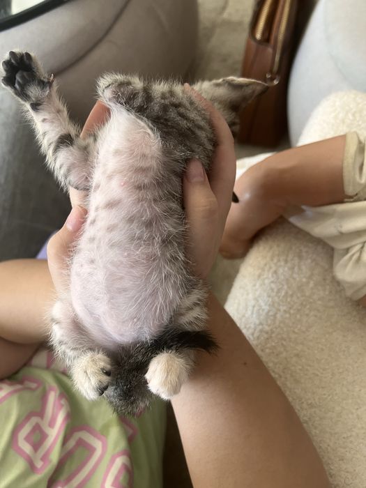 Gatinhas para adopcao