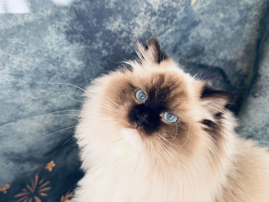 Ragdoll kocur hodowlano- wystawowy