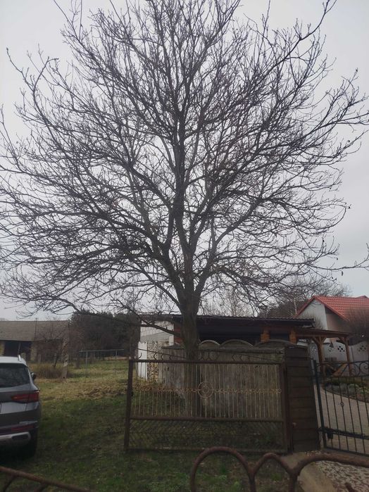 Orzech włoski ścięty