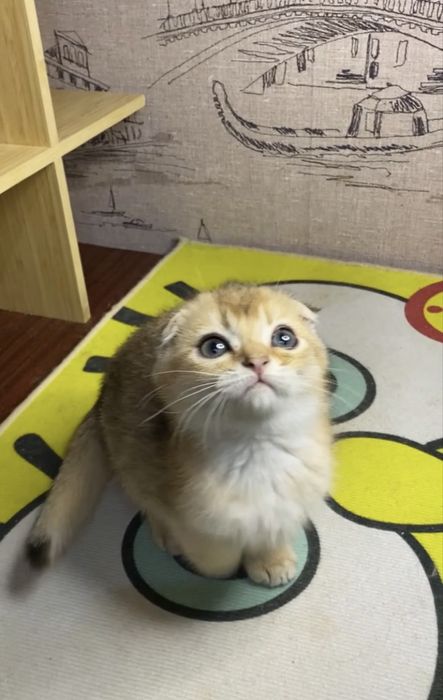 Шикарні кошенята золоті шиншилки