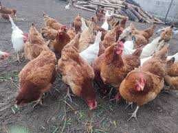 Kury Nioski Rosa Messa Dominant Leghorn Lohmann Tetra ! ZAPRASZAM !