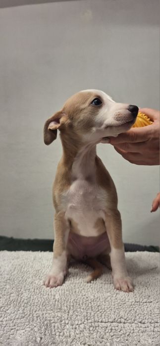 Whippet szczenię suczka