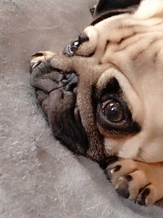 Вязка мопса всі запитання по телефону пишіть смс не завжди можу відп.