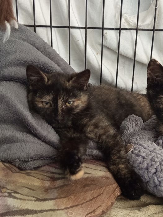 Amira poleca się do adopcji