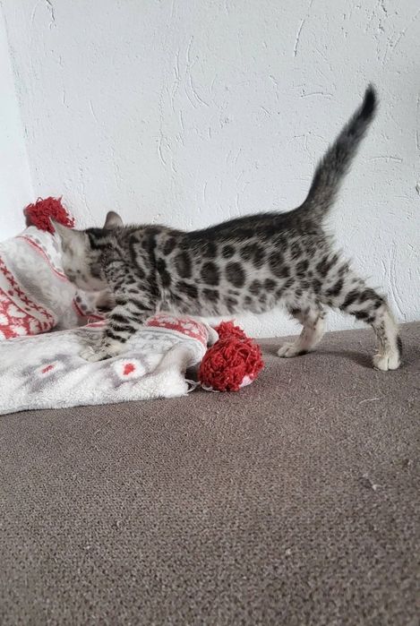 Kotka srebrna bengalska kot bengal rodowód FPL FiFE