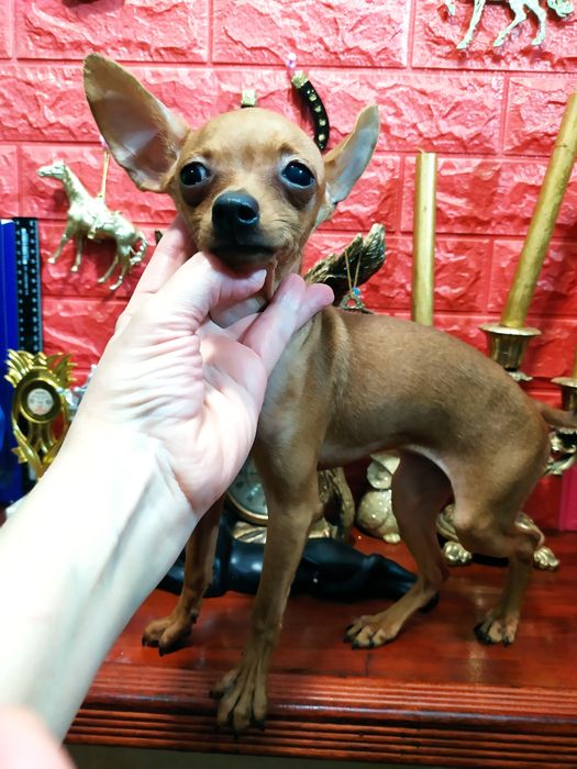 Яркая мини кроха с гарантией экстерьера! Питомник! Док.КСУ,чип,привита