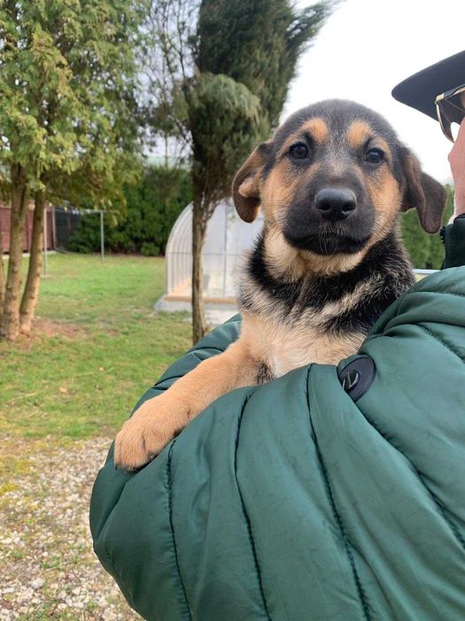 Oddam szczeniaki 10 tygodniowe za darmo