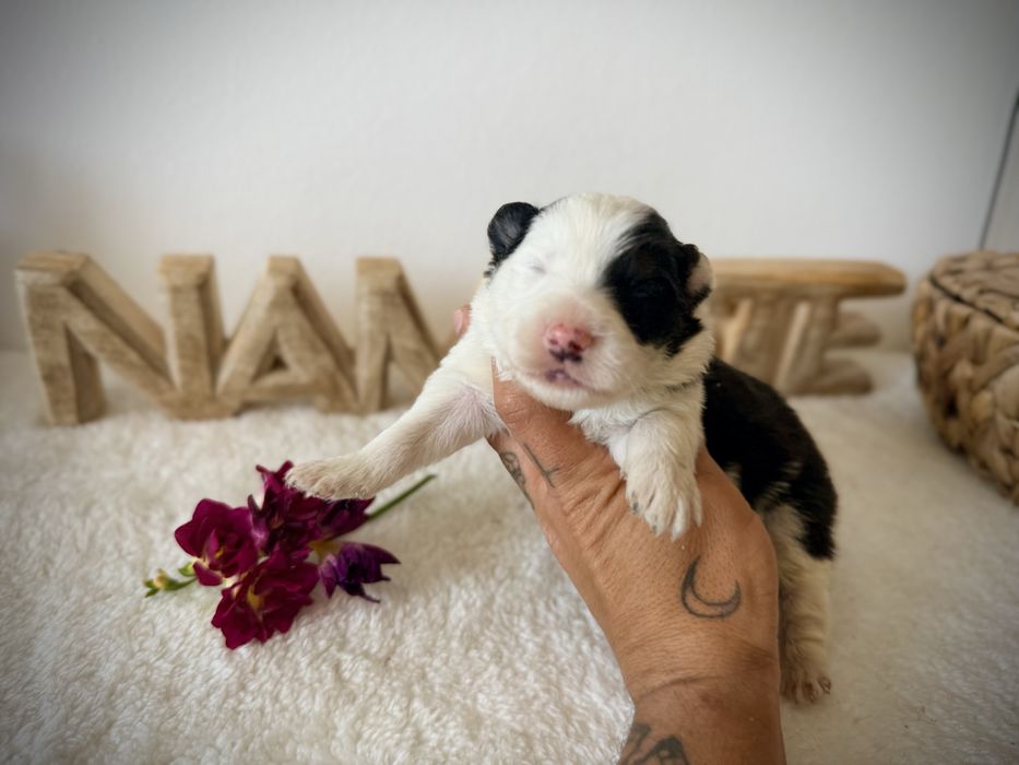 Menino border collie  tricolor