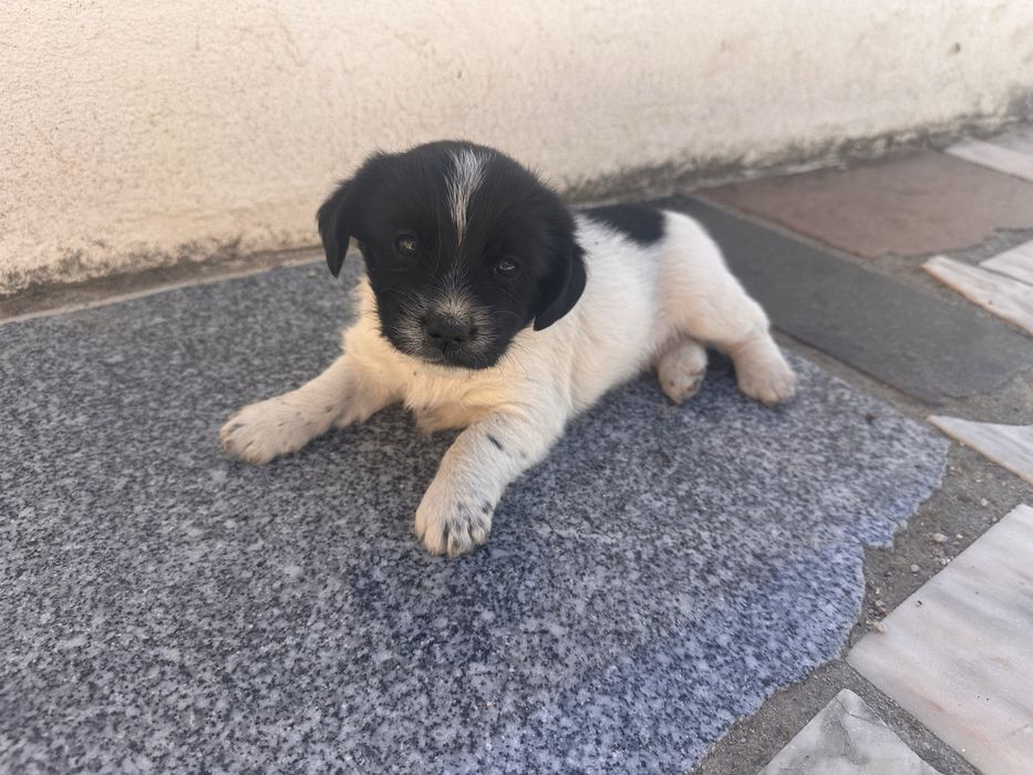 Cachorro para adoção