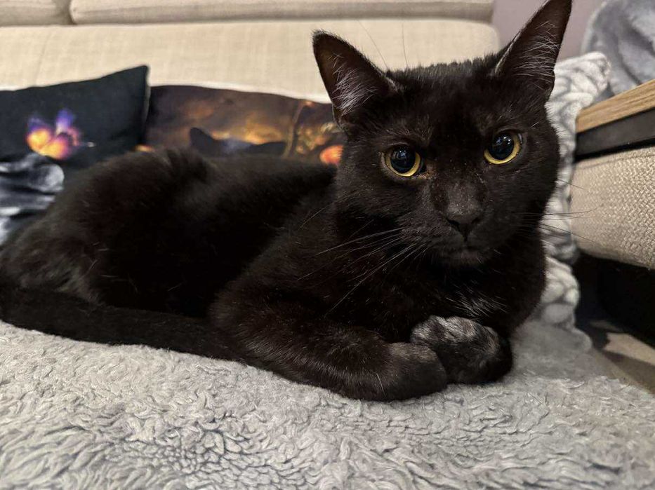 Mijusia śliczna kotka do adopcji