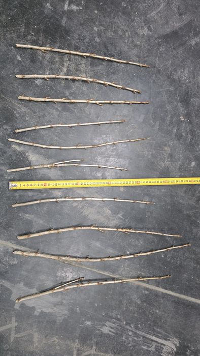 Sztobry/patyki czarnej porzeczki Tihope