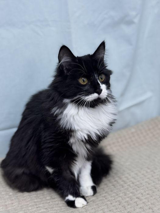 Мері дівчинка у добрі руки