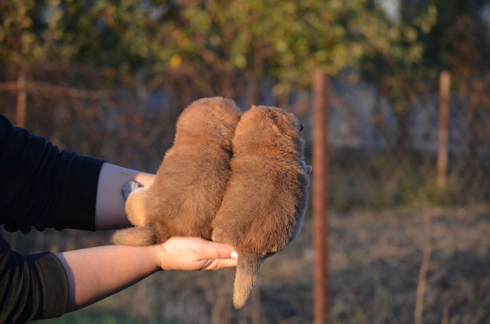 Шиба/Сіба іну, КСУ-FCI! Київ, або відправлю. Є оплата частинами