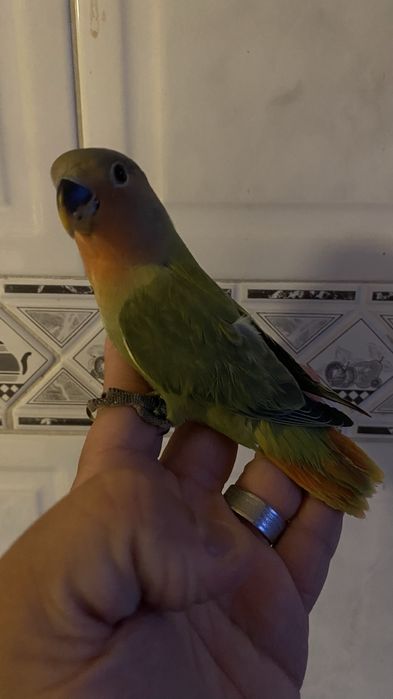 Agapornis domesticado- Femea