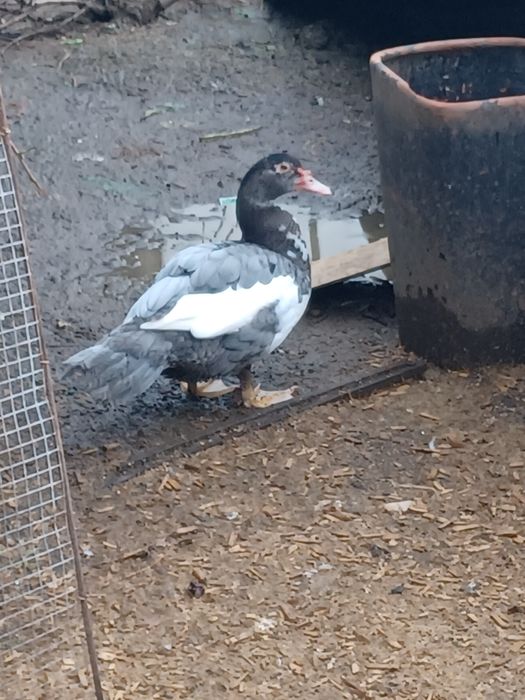 Aves de campo domesticas