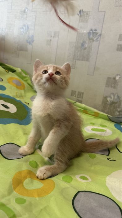 Кошеня ніжна дівчинка котенок Леся