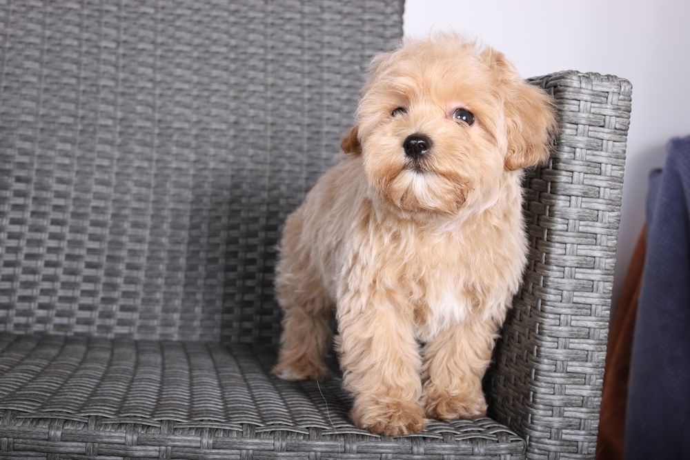 Гарненьки мальтипу ф1.