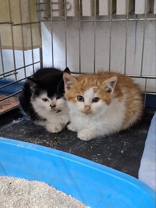 Котята в поисках дома