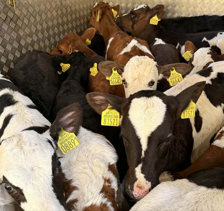 Sprzedam byczki jałoszki