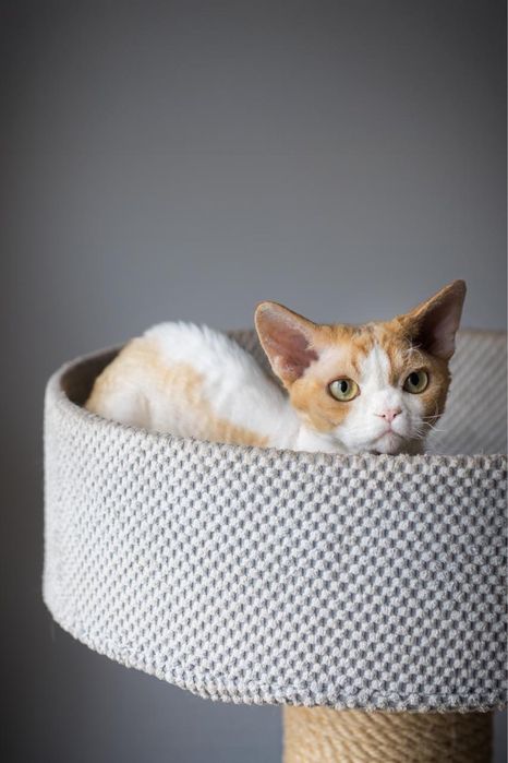 Kocur Devon Rex - Rudy Bicilor - Tęczowy Agat