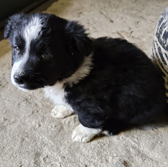 Oddam pieski za darmo