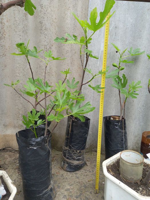 Інжир   саджанці