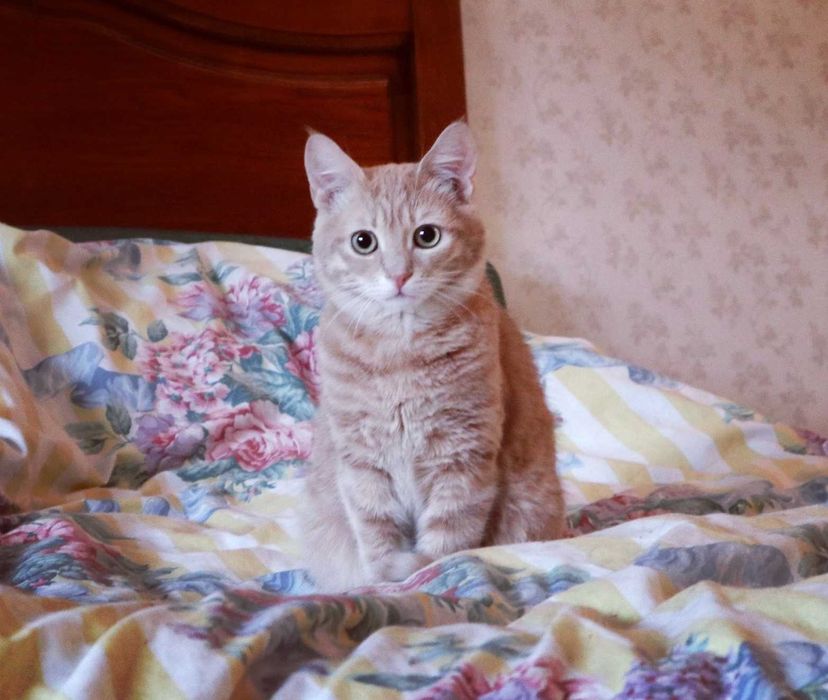 Золотий Льовушка шукає сім'ю