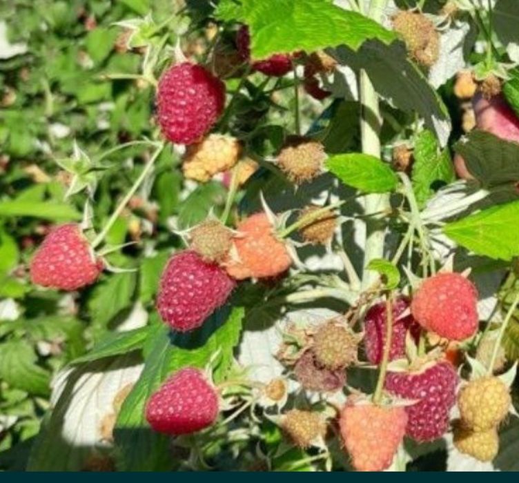 Maliny, sadzonka malina duża letnia