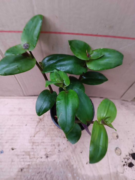 Trzykrotka Violet Green