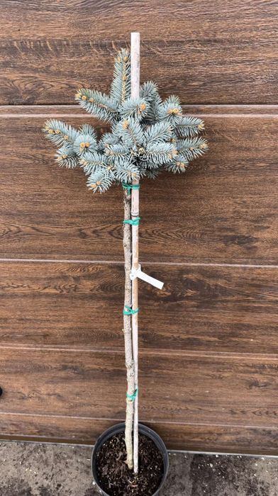 Ялівець на штамбі,модрина, штамбові дерева,береза, сакура, магнолія