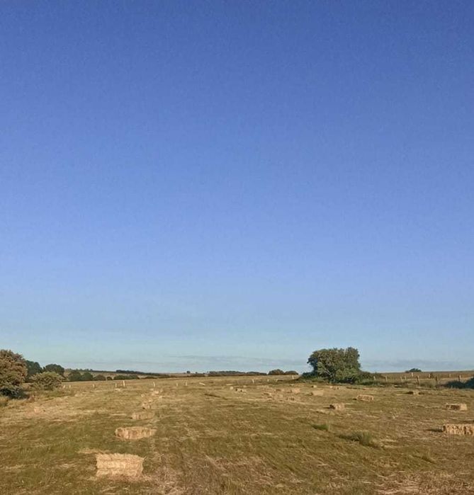 Fardos dos pequenos de feno espontâneo e Também de aveia com azevem