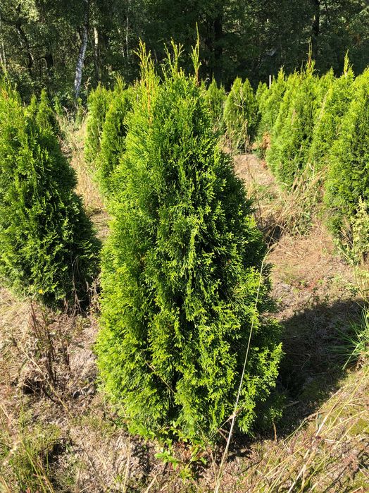 Tuja szmaragd, tuje od 80 do 250 cm!
