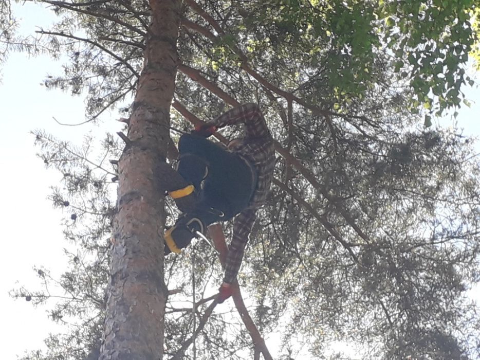 Arborystyczna wycinka drzew