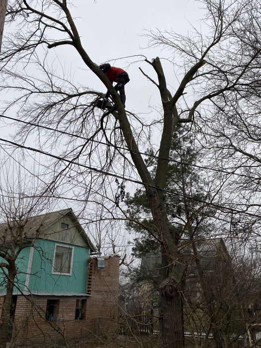 Удаление деревьев|Расчистка участка|Спил деревьев|Корчевание пней