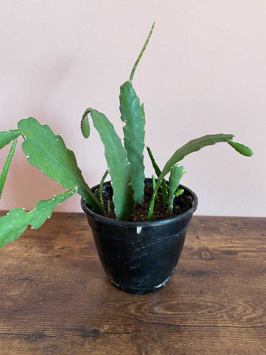 Эпифиллум Марниера, эпифиллум Аккермана