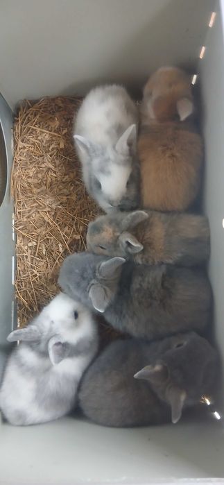 Coelhos anões machos
