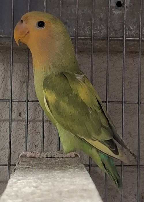Agapórnis roseicollis