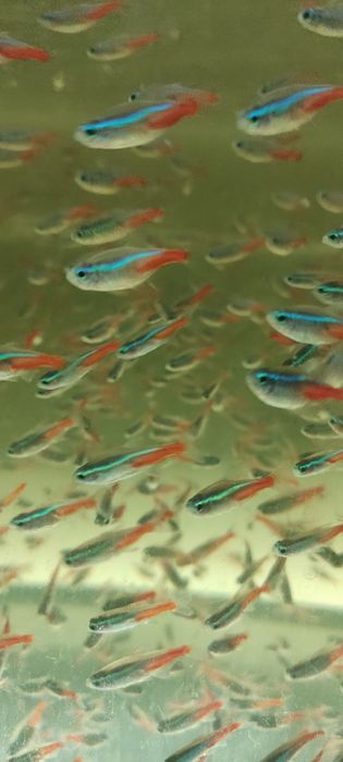 Рыбка Неон Синий