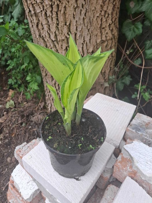 Funkia, Hosta różne rodzaje, hortensja ogrodowa i bukietowa.