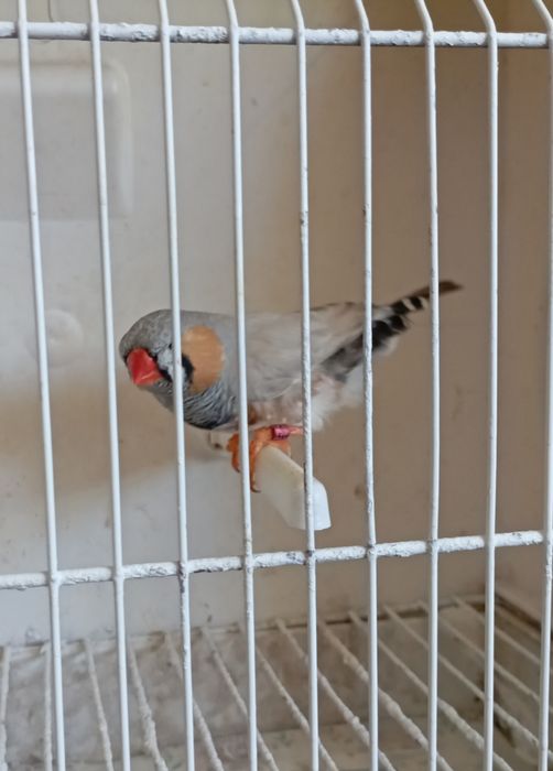 Diamantes mandarins de exposição