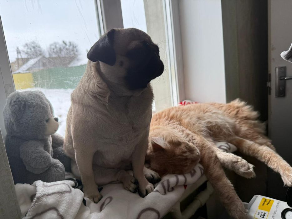 Дівчінка шукає друга для вязки